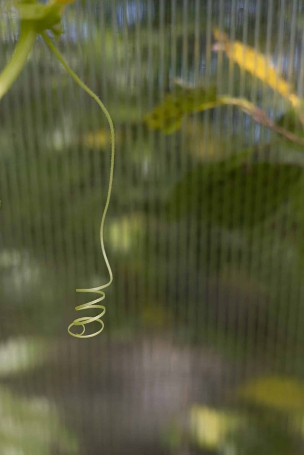 How to help a pet adjust to a new time zone after a long-distance move?