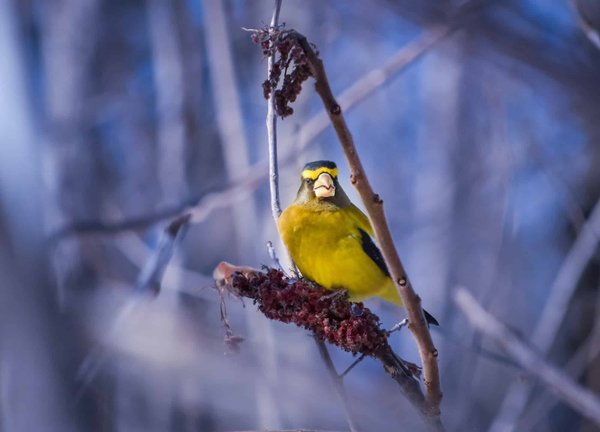 What are the best species of birds for those interested in avian companionship?