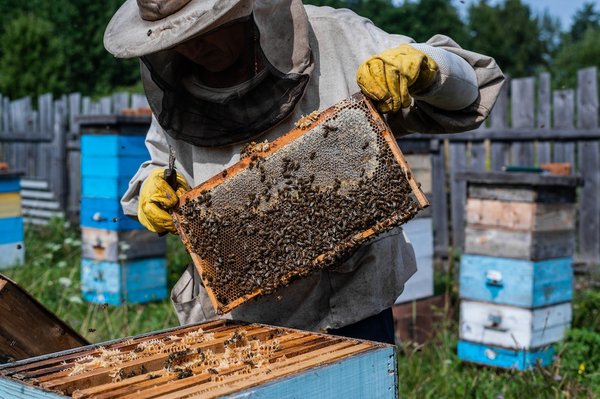 How Can Urban Apiaries Improve Local Biodiversity and Resident Well-being?