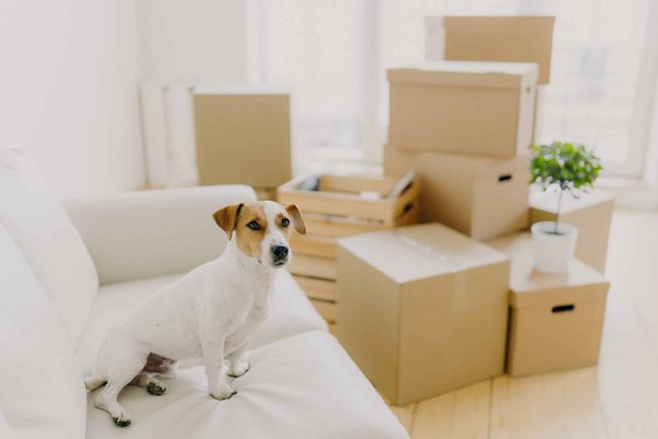 How to create a comfortable sleeping area for a large breed dog prone to hip dysplasia?